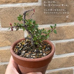 白紫檀,白紫檀,ミニ盆栽,庭の画像