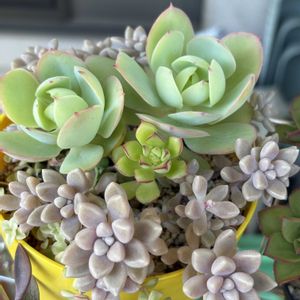 寄せ植え,癒し,多肉植物のある暮らし,GSのみなさんに感謝♡,カマキリの卵の画像