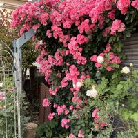 バラ,つるバラ,ばら バラ 薔薇の画像