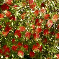 ブラシノキ,金宝樹,赤い花,自然,鮮やか の画像