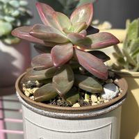  ブロンズ姫,多肉植物の画像