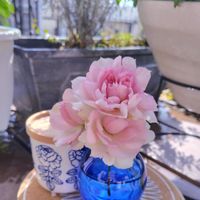 バラ,薔薇,ミニ薔薇♡,バラ シャリマー,ナチュラルガーデンの画像