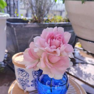 バラ,薔薇,ミニ薔薇♡,バラ シャリマー,ナチュラルガーデンの画像