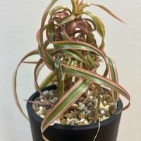 ドラセナ,ドラセナ・コンシンネ,ドラセナ・コンシンネ・キュンティ,観葉植物,緑のある暮らしの画像