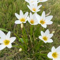 タマスダレ,芝生,ほったらかし,沖縄,勝手に生えたの画像