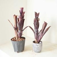 ビルベルギア・ダースベイダー,観葉植物,グリーンインテリア,成長記録,アナナスの画像