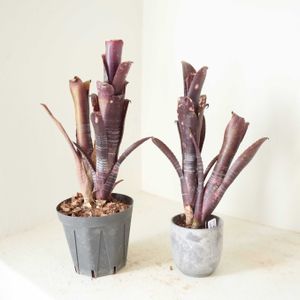 ビルベルギア・ダースベイダー,観葉植物,グリーンインテリア,成長記録,アナナスの画像