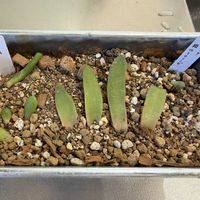 ゴーラム,ゴーラム,ラウリンゼ,エケベリア ラウリンゼ,多肉植物の画像