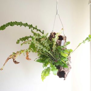 レカノプテリス　トリトリ,観葉植物,シダ植物,グリーンインテリア,成長記録の画像