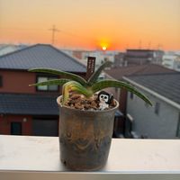サンスベリア,サンスベリア パテンス,サンスベリア パテンス,サンスベリア パテンス,オカザえもんの画像