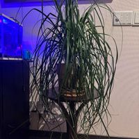 トックリラン,玄関アプローチの画像