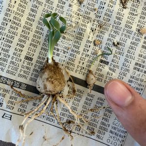 アルブカ コンコルディアナ,アルブカ コンコルディアナ,多肉植物,子株,植え替えの画像