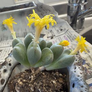 コノフィツム,コノフィツム,コノフィツム ルイザエ,コノフィツム ルイザエ,植え替えの画像