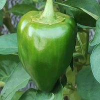ピーマン,ガーデニング,ネコ好き,プランター野菜,夏野菜の画像