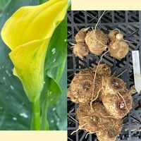 カラー,花のある暮らし,お花大好き♡,球根掘り上げ,お散歩ちゃんキーホルダーの画像