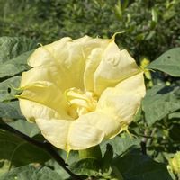 チョウセンアサガオ,チョウセンアサガオ,チョウセンアサガオ,黄色の花,自然大好きの画像