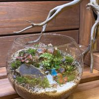 苔のテラリウム,テラリウム,いつもありがとう♡,花日記,ユーミンつながりの画像