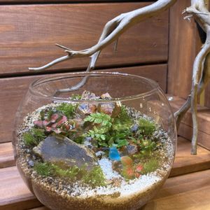 苔のテラリウム,テラリウム,いつもありがとう♡,花日記,ユーミンつながりの画像