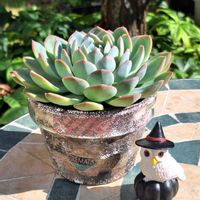花うらら,花うらら,多肉植物,エケベリア属,リメ鉢の画像