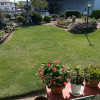 芝生,可愛い,癒される,花のある暮らし,綺麗の画像