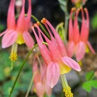 オダマキ,高山植物,カナダオダマキ,季節の花,高山植物類の画像