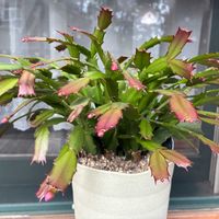 クジャクサボテン,花のある暮らし,季節のお花,我が家のお花,蕾がいっぱいの画像