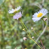ヒメジョオン,姫女菀,夏〜秋の花,ザ・雑草☆,野菊一覧の画像