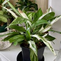 スパティフィラム,斑入りスパティフィラム,観葉植物,PR,三ツ星品質モニターの画像