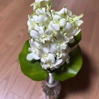 デンドロビウム,モンステラ,デンファレ,結婚式,沖縄の画像