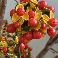 ツルウメモドキ,赤い実,お出かけ先の画像