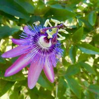 トケイソウ,時計草,鮮やか ,花の写真の画像