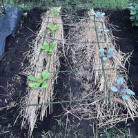 白菜,紫キャベツ,暮らしを楽しむ,野菜作り,育てる楽しみの画像