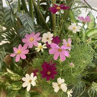 タマスダレ,ユッカ,ルリマツリ,ユーカリ,花のある暮らしの画像
