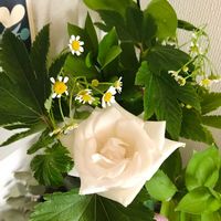 お花を楽しむ,ばら バラ 薔薇,部屋の画像