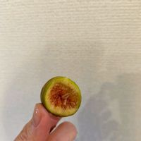 イチジク,鉢植え,収穫,秋果の画像