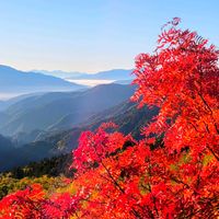 ナナカマド,紅葉,登山,葉っぱ,朝日の画像