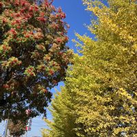 ナナカマド,小さな幸せ,優しい気持ち,いちよう,秋の裏庭の画像
