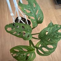 マドカズラの画像