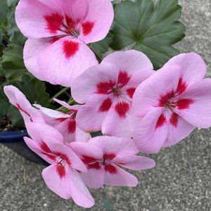 ゼラニウム,鉢植え,花が好き,無農薬❤家庭菜園,野菜が好きの画像