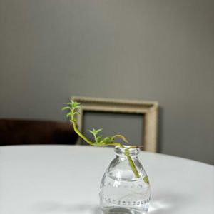 多肉植物,観葉植物,成長記録の画像