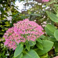 ツルバキア,弁慶草,透かしホオズキ, ベンケイソウ,ベンケイソウの花の画像