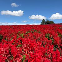 コキア,サルビア,ブルーサルビア,花のある暮らし,北海道の画像