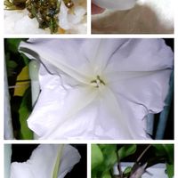 ヨルガオ,後ろ姿,白色の花,白・しろ・ホワイト,青じその佃煮の画像