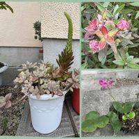 オキザリス,ギョリュウバイの画像