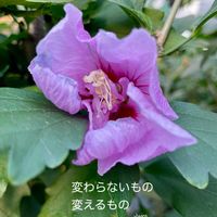 ムクゲ,花のある暮らしの画像
