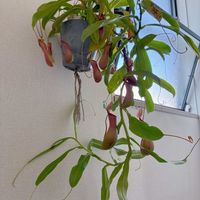 ネペンテス,ウツボカズラ,観葉植物,食中植物,ネペンテス属の画像