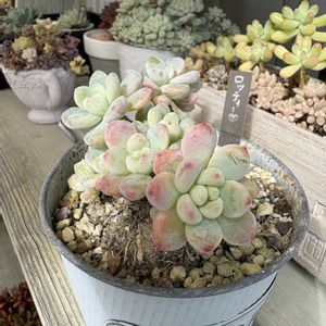 ロッティー,多肉植物,紅葉する多肉,多肉寄せ植え,つぶつぶの画像