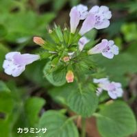 カラミンサ,カラミンサ,ミントの香り,爽やかな香り,シソ科の画像