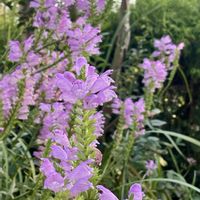 ハナトラノオ,ハナトラノオ,多年草,シソ科,公園の花壇の画像