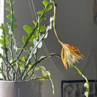 サボテン,フィッシュボーン カクタス,サボテンの花,リビング・ダイニングの画像